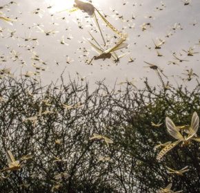 Стало известно, где ожидать саранчи в Уреине