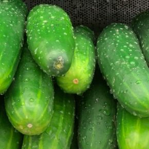 Стало известно, как цены на огурцы изменились в Украине Стало известно, как цены на огурцы изменились в Украине