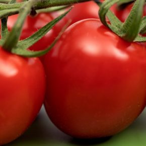 Стало известно, каким будет урожай помидоров для обработки в Украине