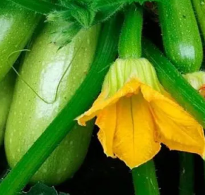 Стало известно, почему питание цуккини во время цветения