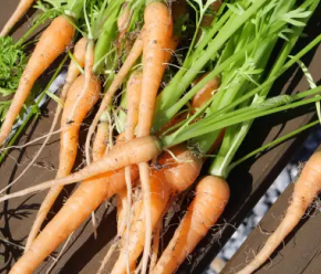 Тонкая морковь: одно простое действие, чтобы сделать ваш морковный гигант.