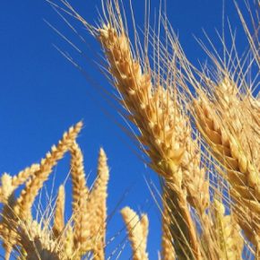 Цены на пшеницу увеличились в Украине