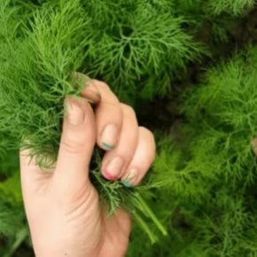 Из которых кровати вырывают укроп, чтобы не потерять урожай