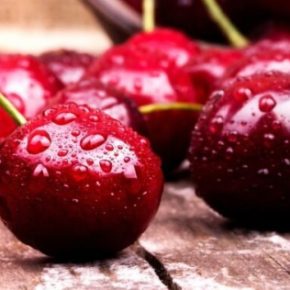 Буковина вишня побеждает Италию