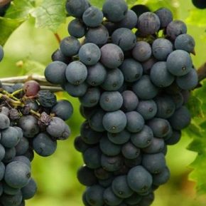 Что обрабатывать виноград в августе, чтобы вы не нанесли вреда пучкам Что обрабатывать виноград в августе, чтобы вы не нанесли вреда пучкам