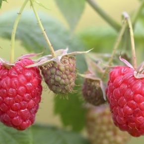 Почему Raspberry лучше посажена в сентябре
