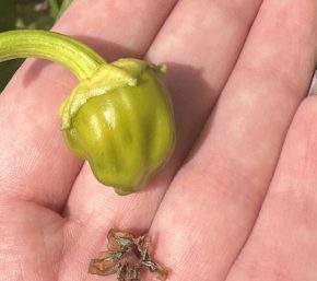 Почему перца капли яичники: причины и решения