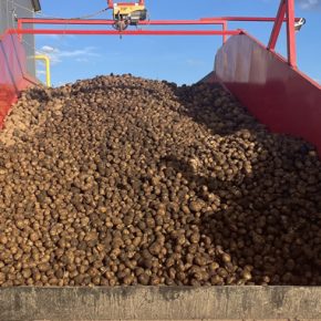 Цены на картофель ЕС быстро снижаются - аграрианцы не могут продать урожай Цены на картофель ЕС быстро снижаются - аграрианцы не могут продать урожай