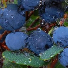 Цены на чернику продолжают снижаться