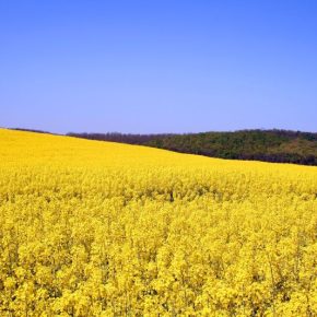 Эффективная защита рапса в начале сезона является ключом к получению