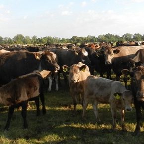 Эксперт по имени Страны стабильные и доступные для экспорта украинского живого скота