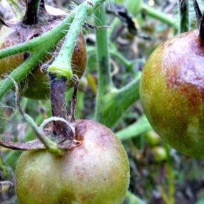 Как справиться с волдыром на помидорах