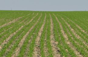 Как проверить землю перед арендой?