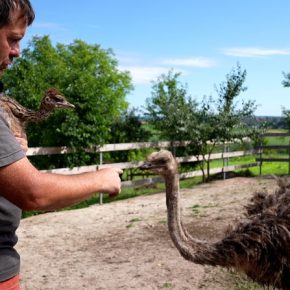 Когда семья из Zaporozhye начала страус и начала новую жизнь в регионе Франк.
