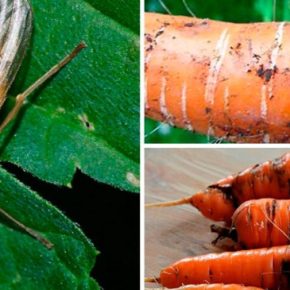 Как защитить морковь от моркови