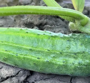 Как собрать качественные семена огурца: советы для садовников