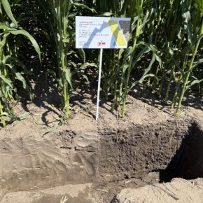 Кукуруза от стриптиз-технологии: реальные результаты и перспективы