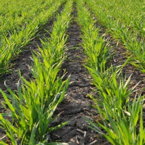 Надежный контроль над сажи и другими заболеваниями Надежный контроль над сажи и другими заболеваниями