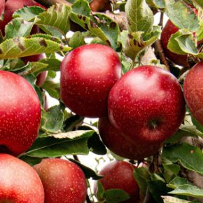 Лучшие разновидности яблок для посадки на осень и длинное хранение