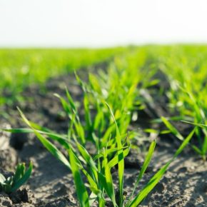 Основа защиты зерновых сельскохозяйственных культур