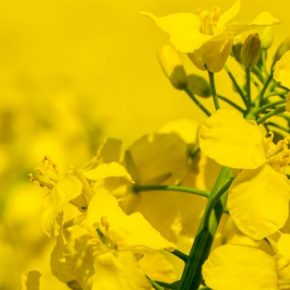 Обновленные цены рапса в Украине были объявлены