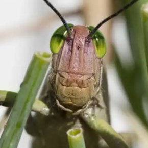 Пять растений, которые сначала атакуют саранчу