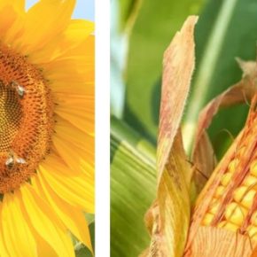 Прогнозы урожая: кукуруза будет больше, подсолнечник - меньше
