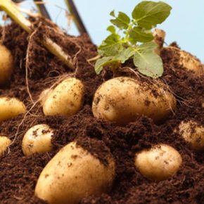 Рынок картофеля: чего ожидать от цен осенью 2025 года