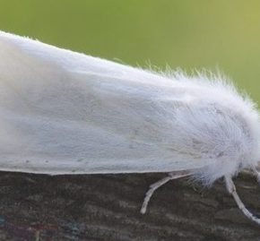 Садовники, американская белая бабочка появилась в регионе Лвив