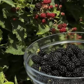 Садовники рассказали, как приготовить ежевику к зиме