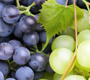 Садовники рассказали, как правильно обрезать виноград в конце августа