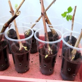 Секрет быстрого укоренения черенков: что добавить в воду