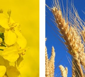 Средняя доходность пшеницы и рапса в стране увеличилась