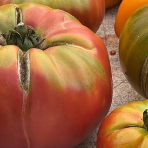 Помидоры трескаются на кровати: что делать и как ее избежать?