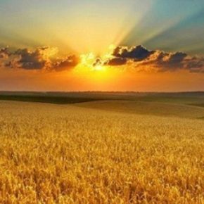 В Украине аграрии сильно теряют землю