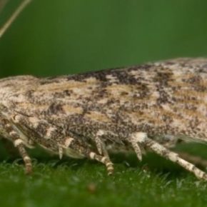 В Украине началось вторжение в мотыльки