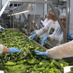 Выпуск консервированных овощей начался на новом предприятии в регионе Тернопила