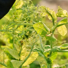 Оставьте корни гороха на кроватях, чтобы сделать почву плодородной. Этот Lifehack обогатит его азотом