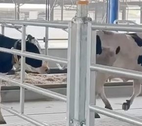 Дополнительная поддержка скота была введена