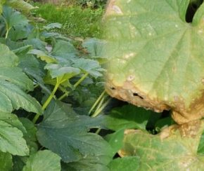 Агрономисты сказали вам, можно ли положить бутылку из огурцов и цуккини в компост Агрономисты сказали вам, можно ли положить бутылку из огурцов и цуккини в компост