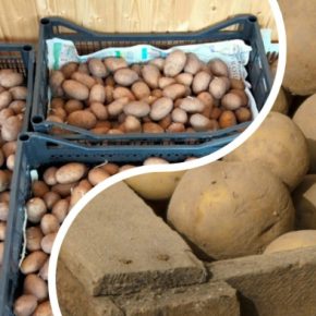 Эксперты обнаружили, что портит урожай картофеля после сбора урожая Эксперты обнаружили, что портит урожай картофеля после сбора урожая