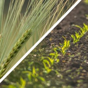 Эксперты рассказали, что Siderata сеять в саду осенью Эксперты рассказали, что Siderata сеять в саду осенью