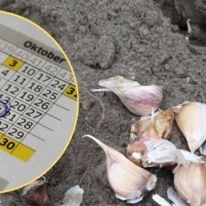 Эксперты сообщили, когда в сентябре невозможно посадить зимний чеснок для высокой урожайности