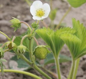 Эксперты рассказали о осенней посадке клубники в саду