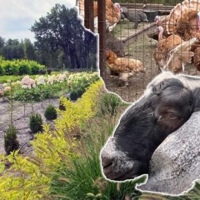 Ферма "Благородная коза" в Украине: англо-нюбианские козы и миниатюрные цыплята