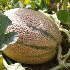 Фермеры назвали лучшие удобрения с дынями в сентябре Фермеры назвали лучшие удобрения с дынями в сентябре