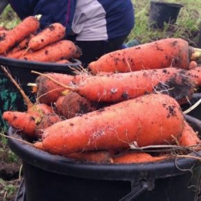 Фермер рассказал, как лучше всего хранить морковь