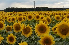 Вперед подсолнечник установил новые ценовые записи Вперед подсолнечник установил новые ценовые записи