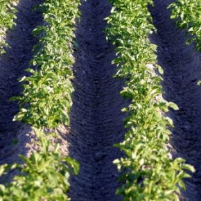 Голландский метод сбора картофеля: секреты урожайности и сбережений Голландский метод сбора картофеля: секреты урожайности и сбережений