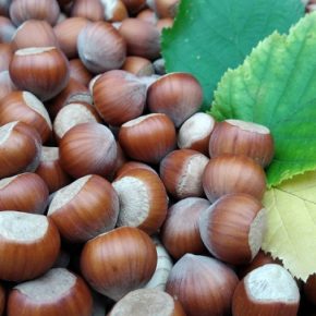 Ферма из Transcarpathia планирует полностью механизировать сбор фундуков